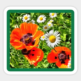 Daisies and poppies Sticker